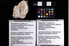 Foto (Objket + Etiketten) von Culmenformosa glaessneri (Robins, Feldmann & Schweitzer, 2013) 